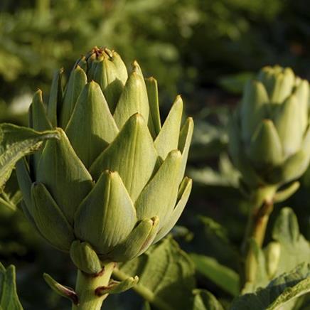 Natural active Artichoke